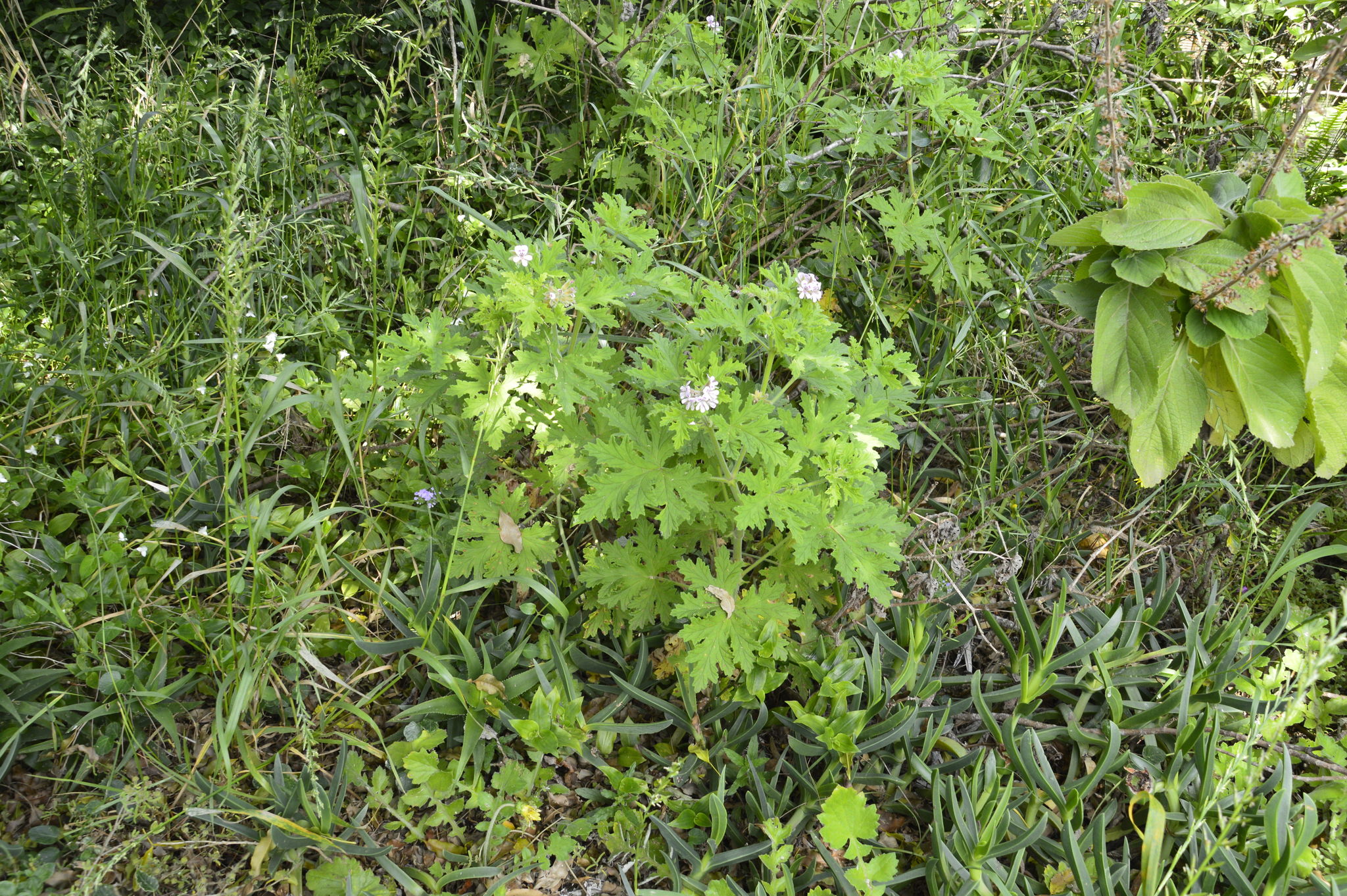 Pelargonium graveolens
